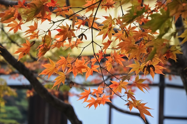 Foglie di acero rosse e arancio al tempio di Kyoto in autunno