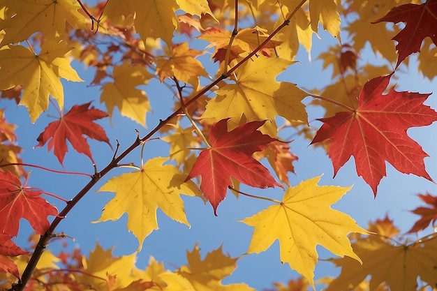 Foglie di acero rosse e gialle d'autunno