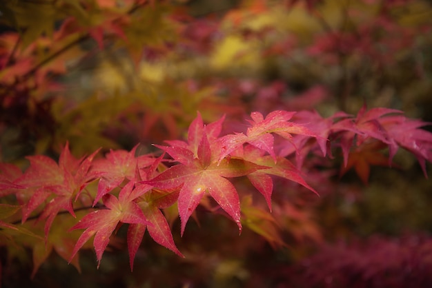 Foglie di acero rosse in autunno su sfondo naturale vago