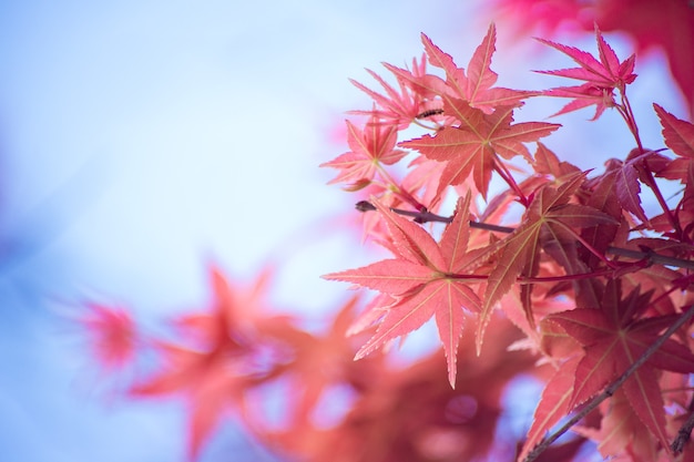 Foglie di acero rosse nella stagione autunnale con sfondo sfocato cielo, prese dal Giappone.