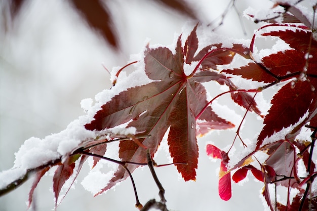 Foglie di acero rosse ricoperte di neve fresca sullo sfondo invernale durante la nevicata