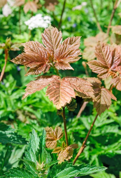 Foglie di acero rosse sullo sfondo delle piante