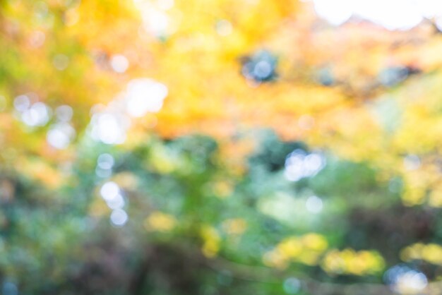 Foglie di acero rosse vaghe che fioriscono a Arashiyama