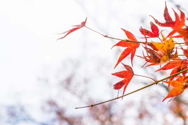 Foglie di acero rosso che fioriscono a Arashiyama