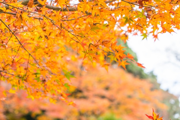 Foglie di acero rosso che fioriscono a Arashiyama