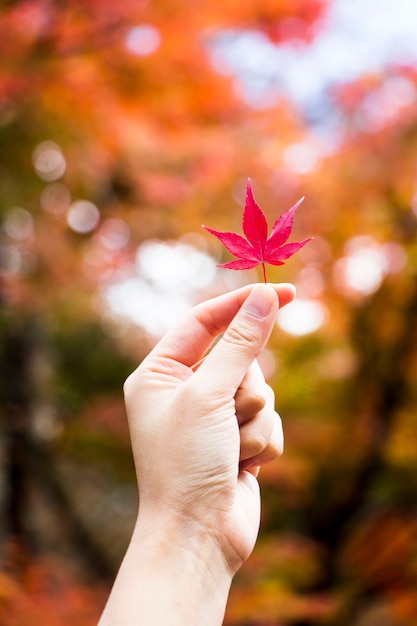 Foglie di acero rosso nella stagione autunnale