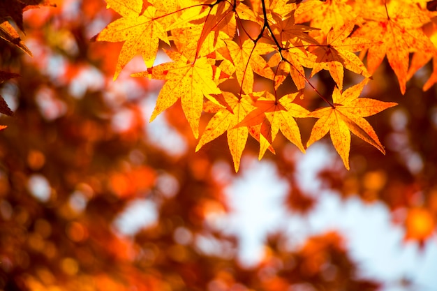 Foglie di acero rosso nella stagione autunnale