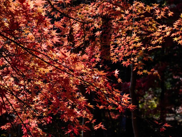 foglie di acero rosso sull&#39;acero in autunno