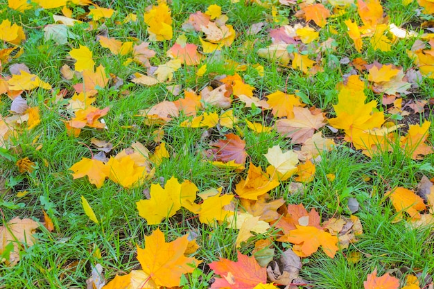 Foglie di acero secche autunnali sull'erba verde