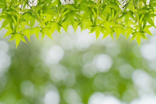 Foglie di acero verde chiaro fresche sul fondo della luce del bokeh per il concetto di estate della molla