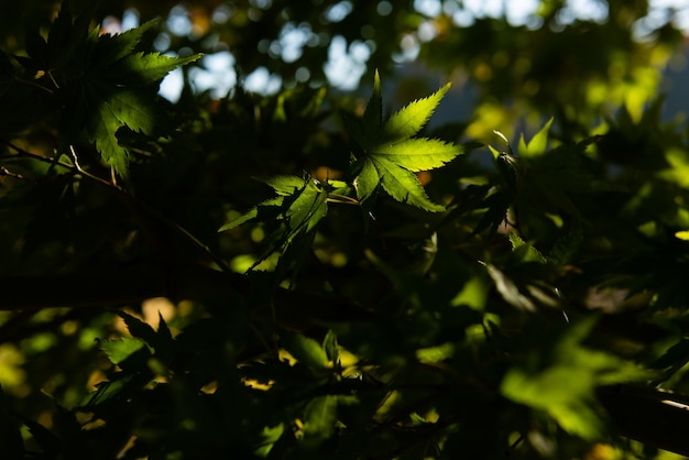 Foglie di acero verde giapponese illuminate da una morbida luce solare.