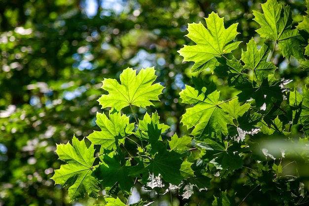 Foglie di acero verde