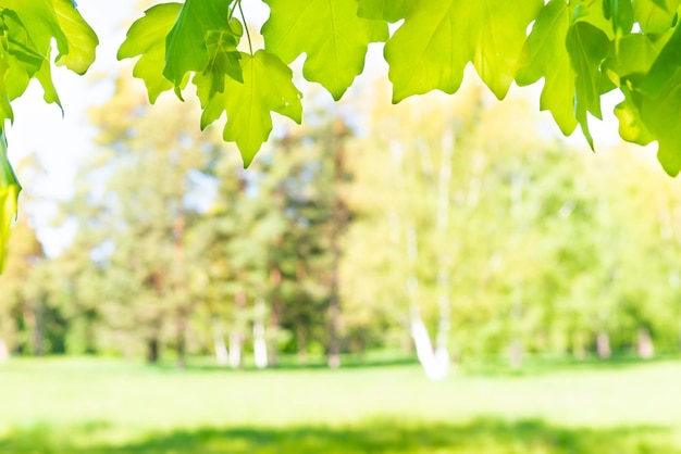 Foglie di acero verdi nella foresta soleggiata