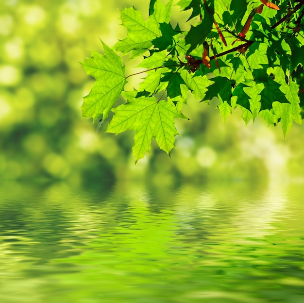 Foglie di acero verdi su sfondo bokeh con riflesso d'acqua