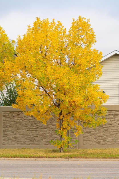 Foglie di albero che cambiano colore per l'autunno autunno