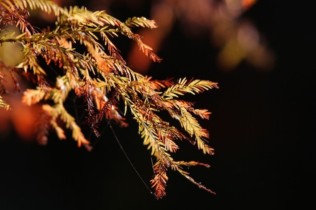 Foglie di albero in un pomeriggio d'autunno.