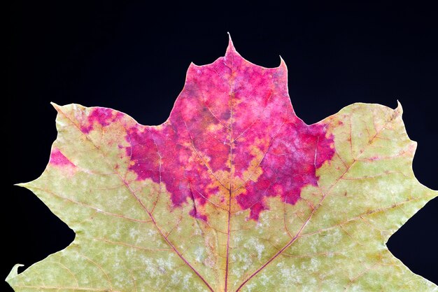 Foglie di albero secco, accatastate fogliame di albero essiccato per la conservazione e la decorazione