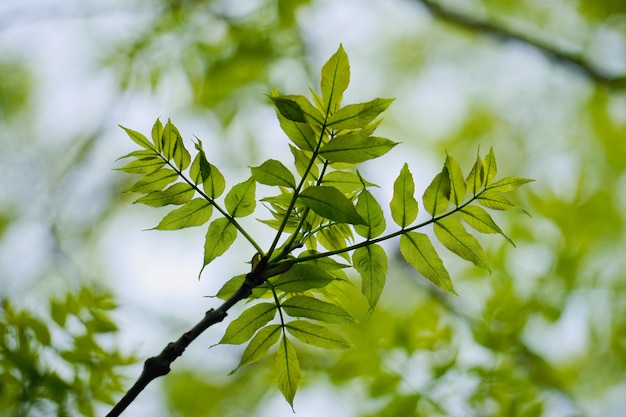 foglie di albero verde nella natura in primavera