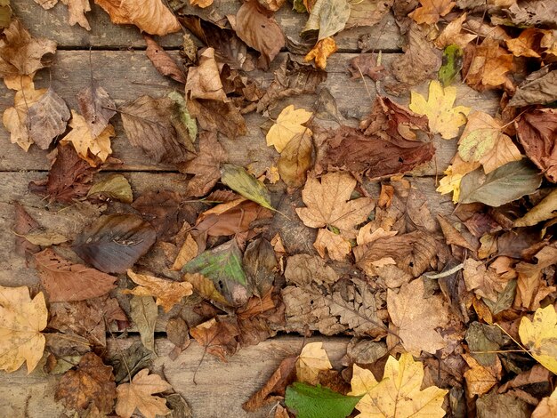 foglie di arancio giallo autunnale