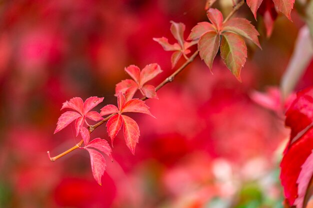 foglie di autunno a colori