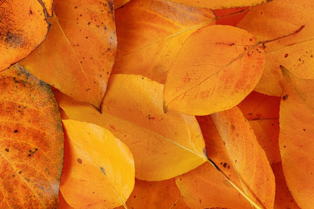 Foglie di autunno arancione brillante, dettaglio del primo piano dall'alto