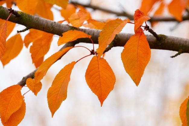 Foglie di autunno arancione su un ramo di albero in autunno