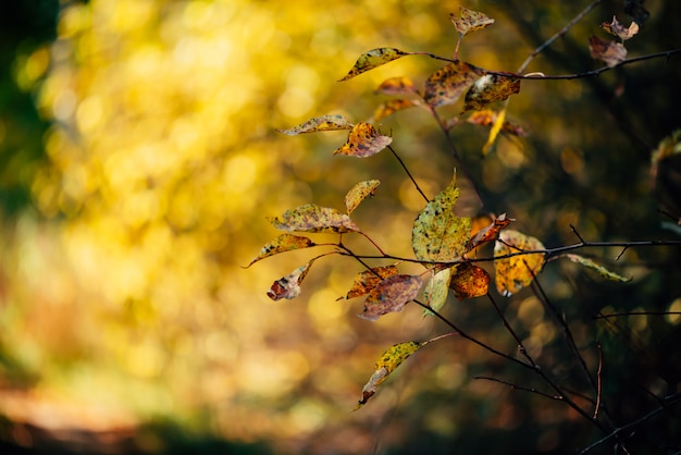 Foglie di autunno arancioni