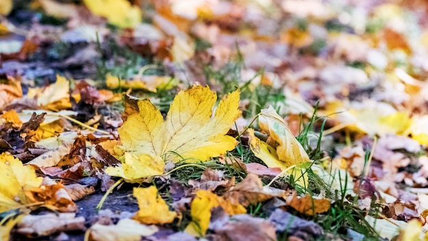 Foglie di autunno cadute nel bosco sull'erba