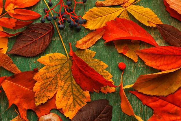 Foglie di autunno cadute variopinte e luminose su fondo di legno verde