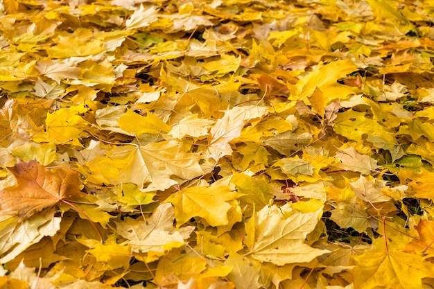 foglie di autunno cadute