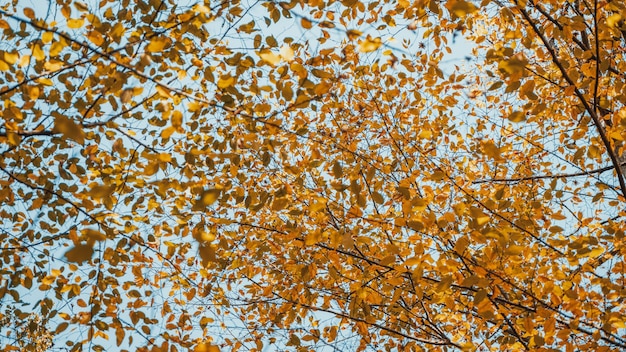 Foglie di autunno che appendono sull'albero