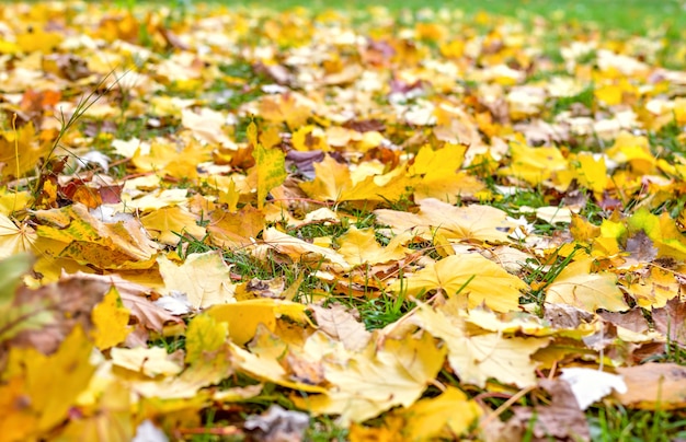 Foglie di autunno che cade sull&#39;erba in un parco. Caduta di sfondo colorato