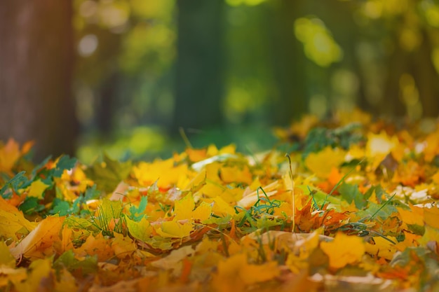 Foglie di autunno che cadono a terra Foglie di albero di autunno che cadono sullo sfondo della natura