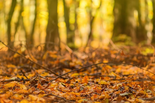 Foglie di autunno colorate sull'erba verde in una giornata di sole