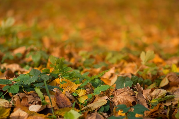 Foglie di autunno colorate sull'erba verde in una giornata di sole