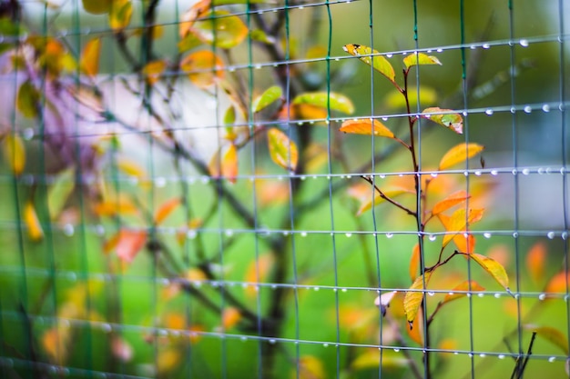 Foglie di autunno colorate vicino Sfondo autunnale Bellissimo sfondo naturale forte sfocato con copyspace