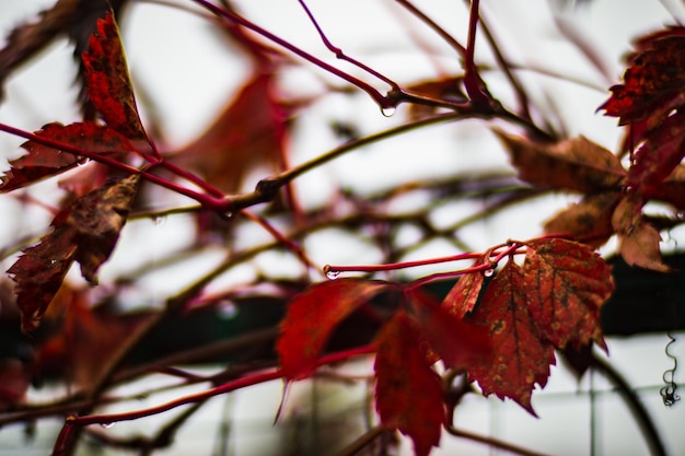 Foglie di autunno colorate vicino Sfondo autunnale Bellissimo sfondo naturale forte sfocato con copyspace