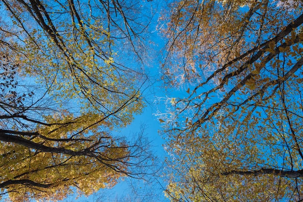 Foglie di autunno con il cielo blu