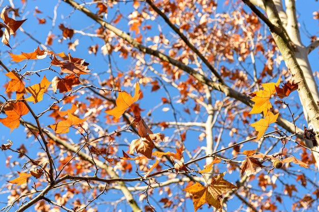 Foglie di autunno con lo sfondo del cielo blu