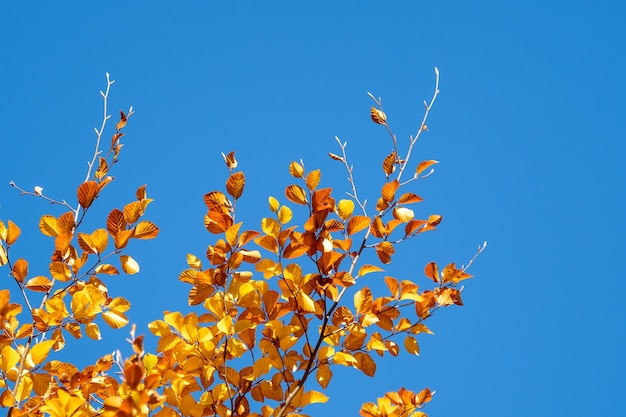 Foglie di autunno con lo sfondo del cielo blu