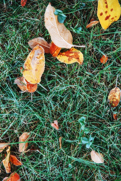 Foglie di autunno congelate sull'erba verde,