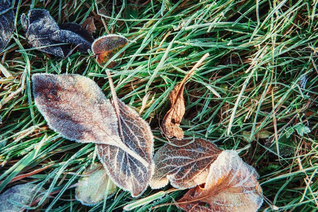 Foglie di autunno congelate sull'erba verde,