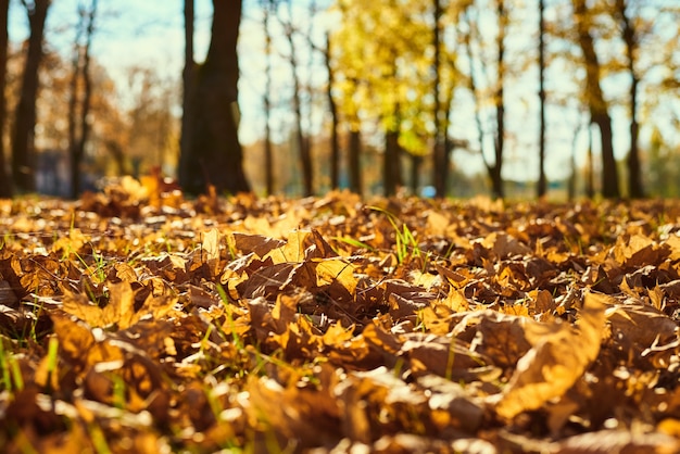 Foglie di autunno dell'acero sul terreno.