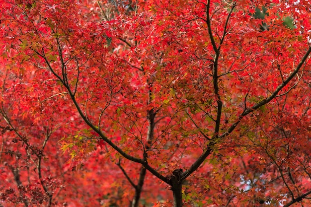 Foglie di autunno di acero giapponese nella giornata di sole.