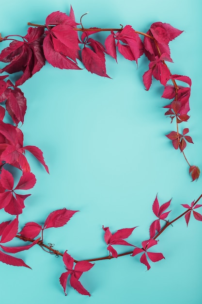 Foglie di autunno di edera rossa