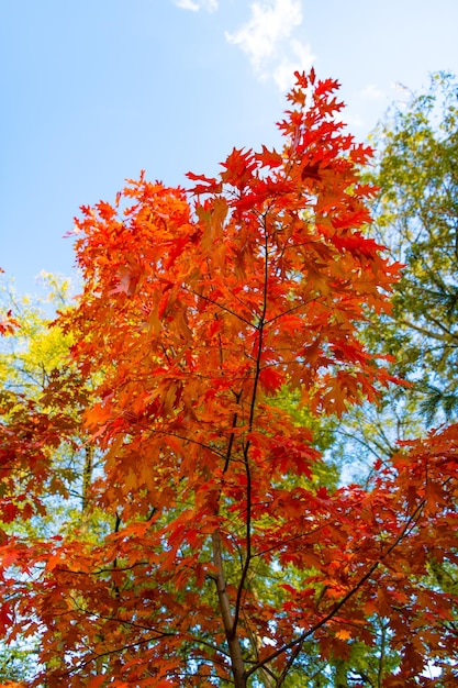 Foglie di autunno di quercia sul ramo Foglie di autunno di quercia stagione autunnale con foglie di quercia