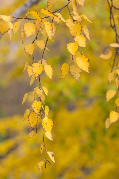 Foglie di autunno di un albero di betulla