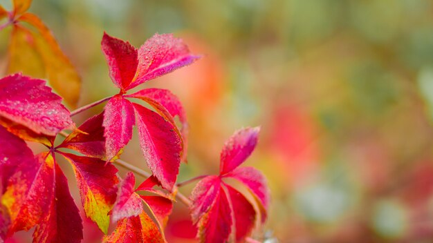 Foglie di autunno di uva selvatica con sfondo sfocato