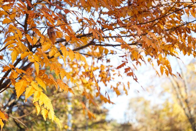 Foglie di autunno dorate nell'albero sul primo piano del parco