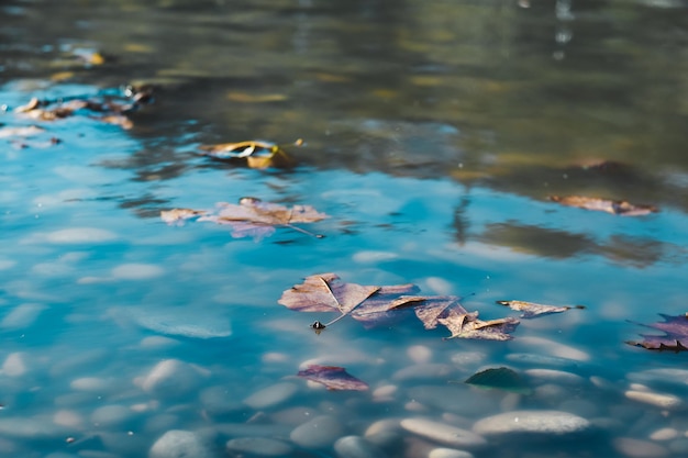 Foglie di autunno galleggianti in acqua